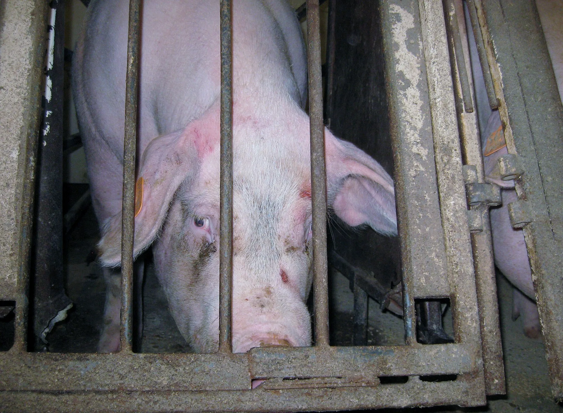 A groundbreaking Mercy For Animals undercover investigation provides a shocking look into blatant animal abuse at one of Canada's largest pork producers— Puratone —in Arborg, Manitoba. According to its website, these pigs are being raised "in a safe and responsible manner. This is a supplier for man. Supplier Ethics Examples: What to Say to the Supplier